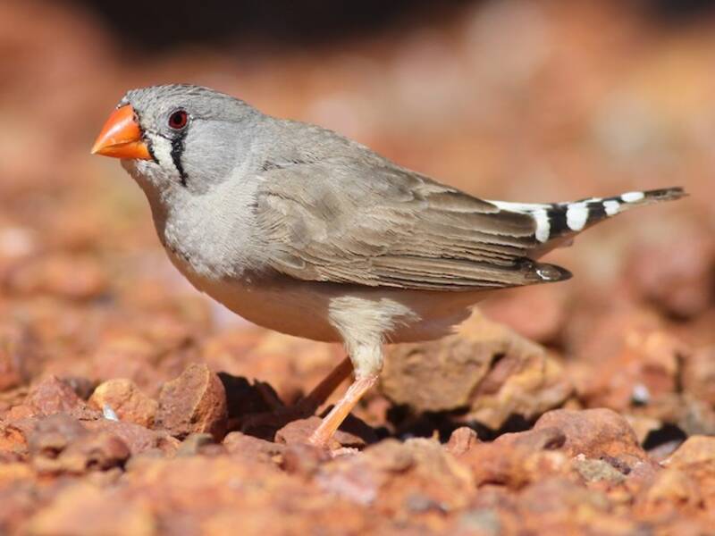 Zebra Finch, 照片 4