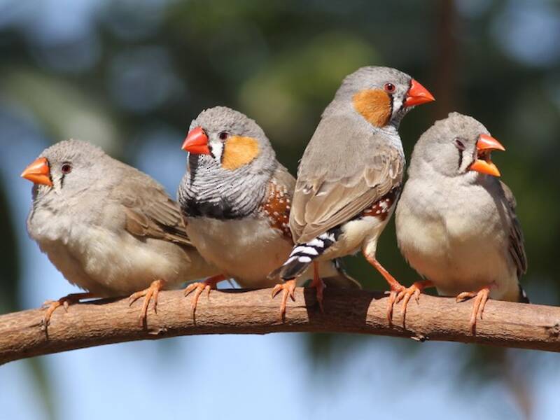 Zebra Finch