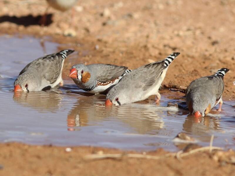 Zebra Finch, 照片 2