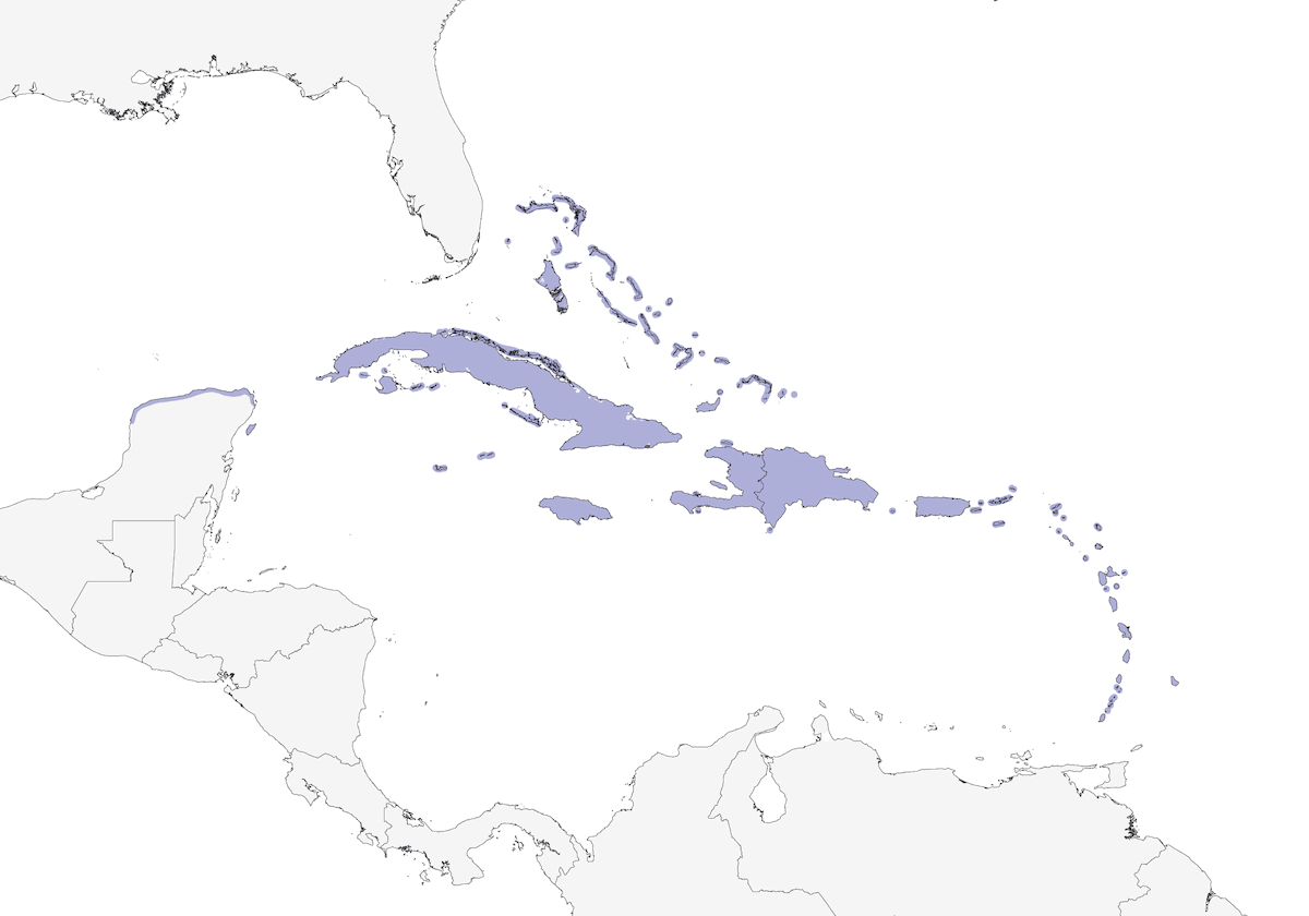 Tortora di Zenaida, Distribuzione 1
