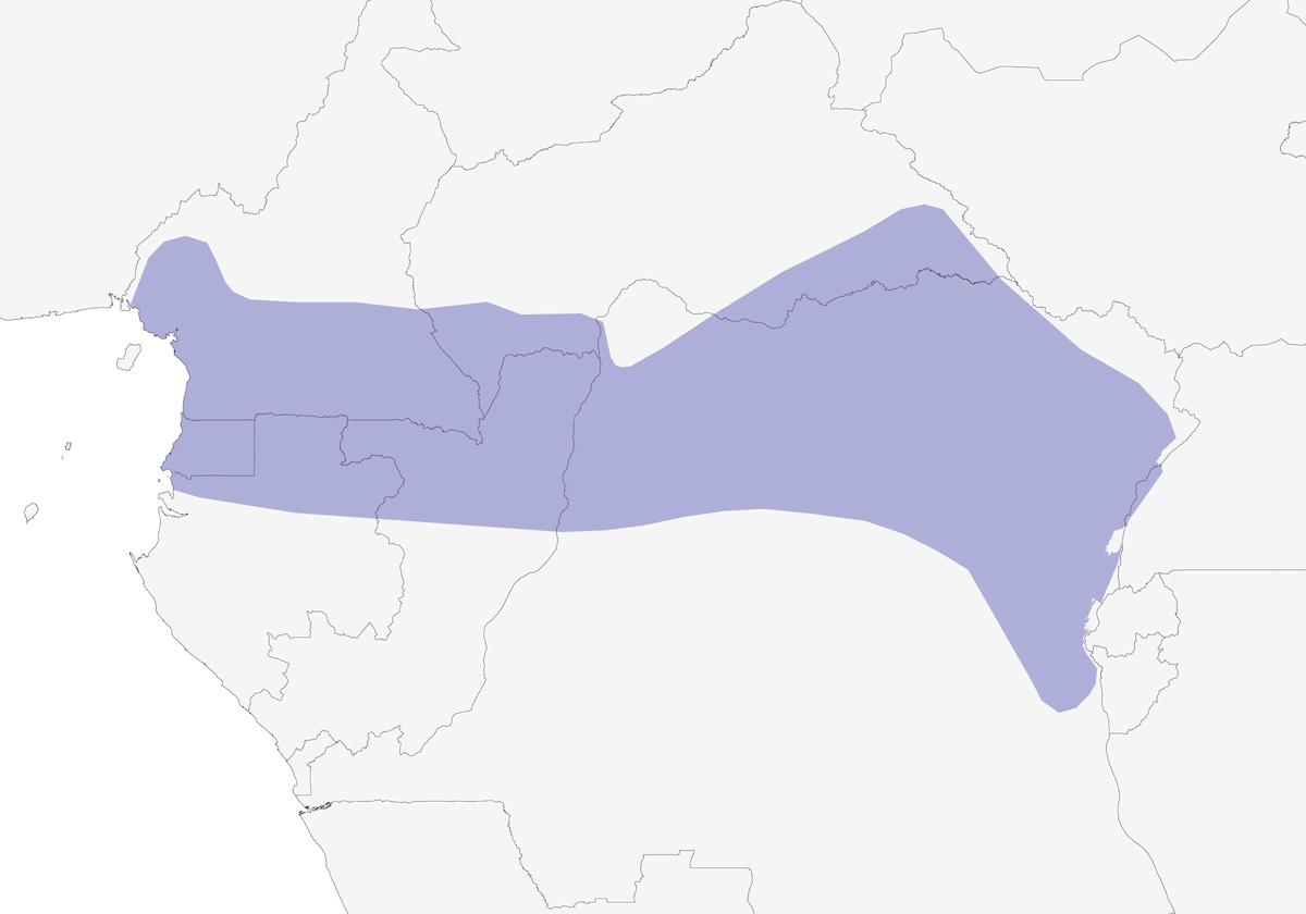 Indicatore di Zenker, Distribuzione 1
