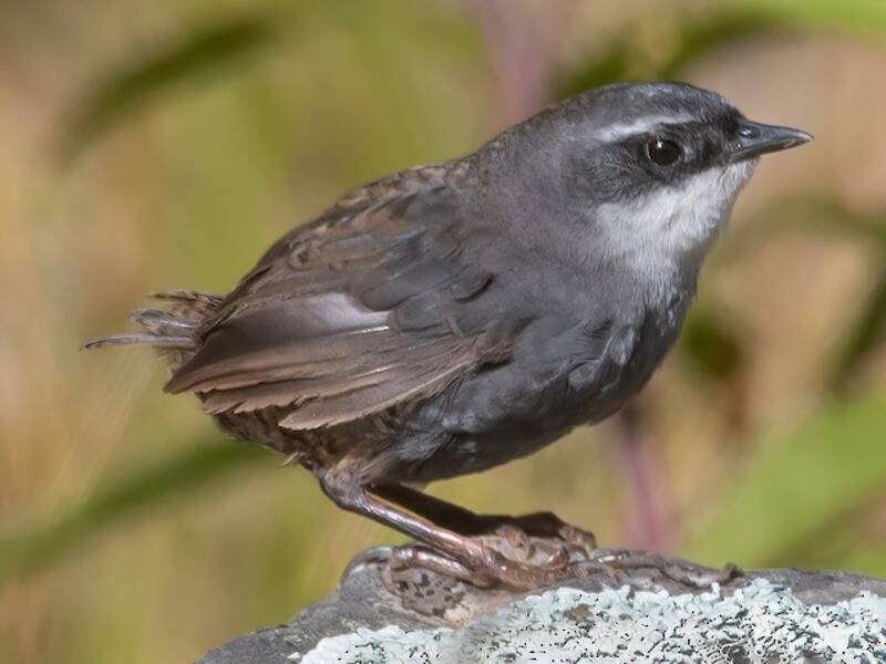 Tapaculo de Zimmer, Photos 4