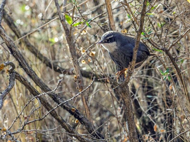 Tapaculo de Zimmer, Photos 2