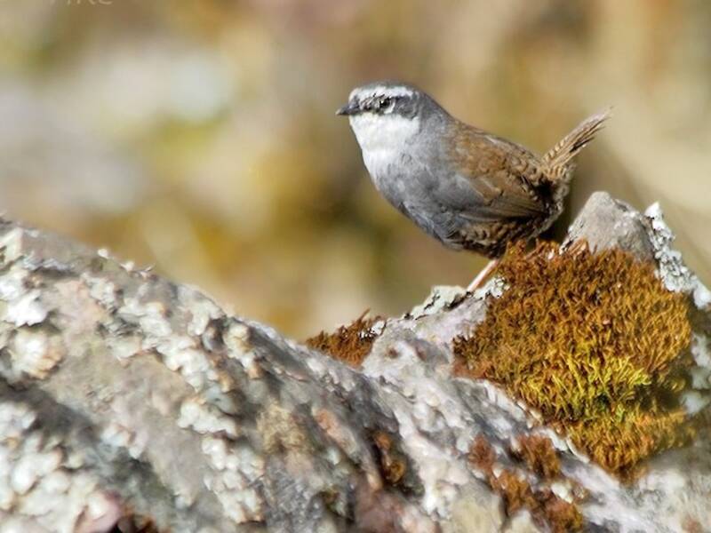 Tapaculo de Zimmer, Photos 3