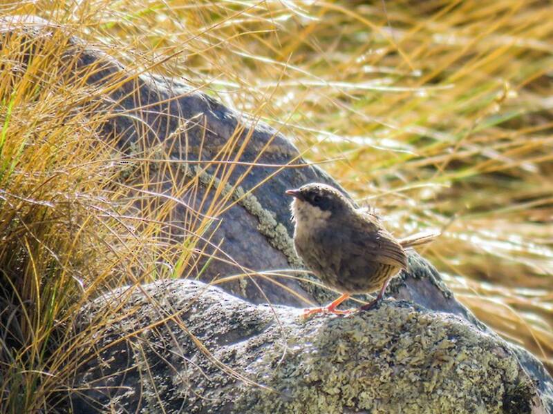 Tapaculo de Zimmer