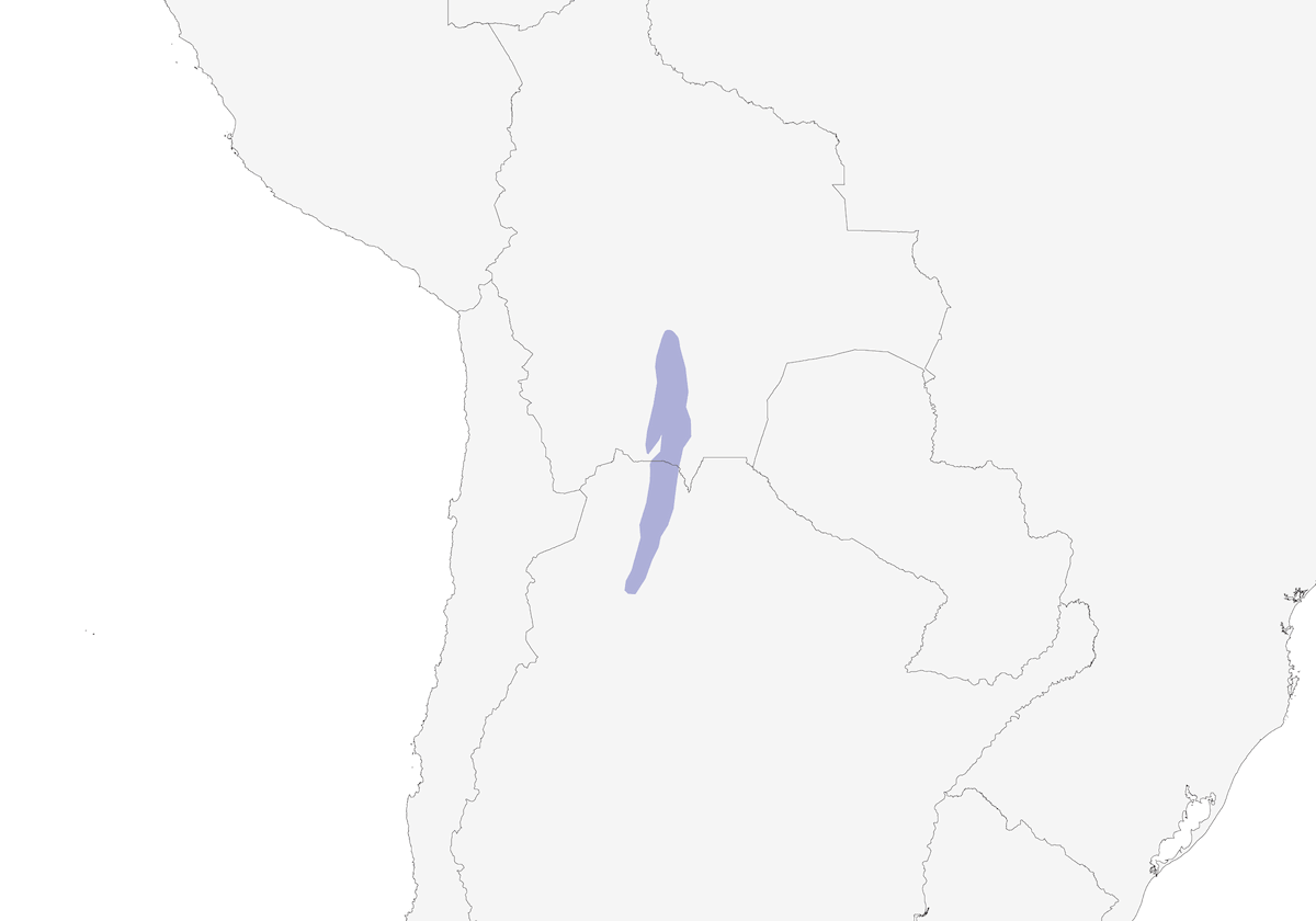 Tapaculo de Zimmer, Distribution 1