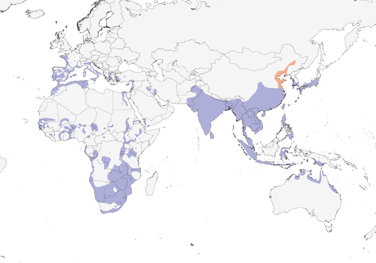 Cisticole des joncs, Distribution 1