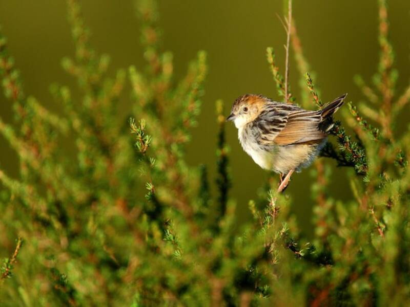 Cisticola degli Aberdare