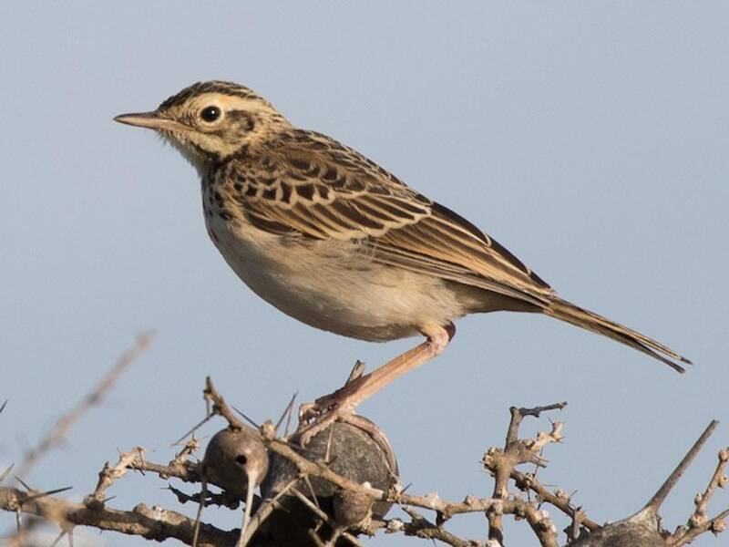 African Pipit