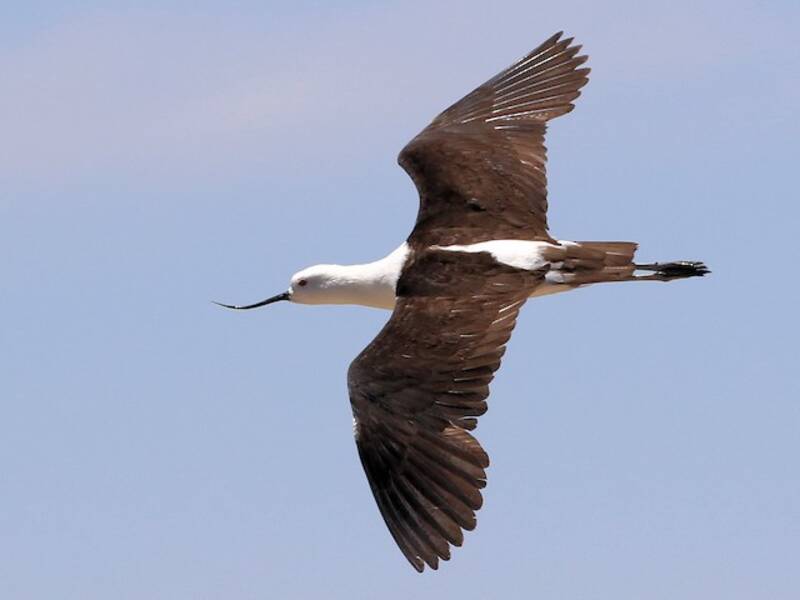 Avocetta andina
