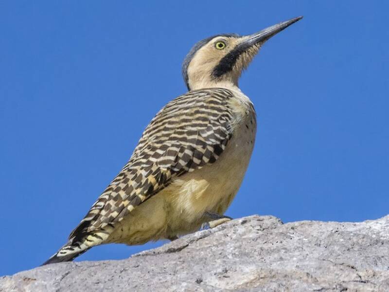 Andean Flicker