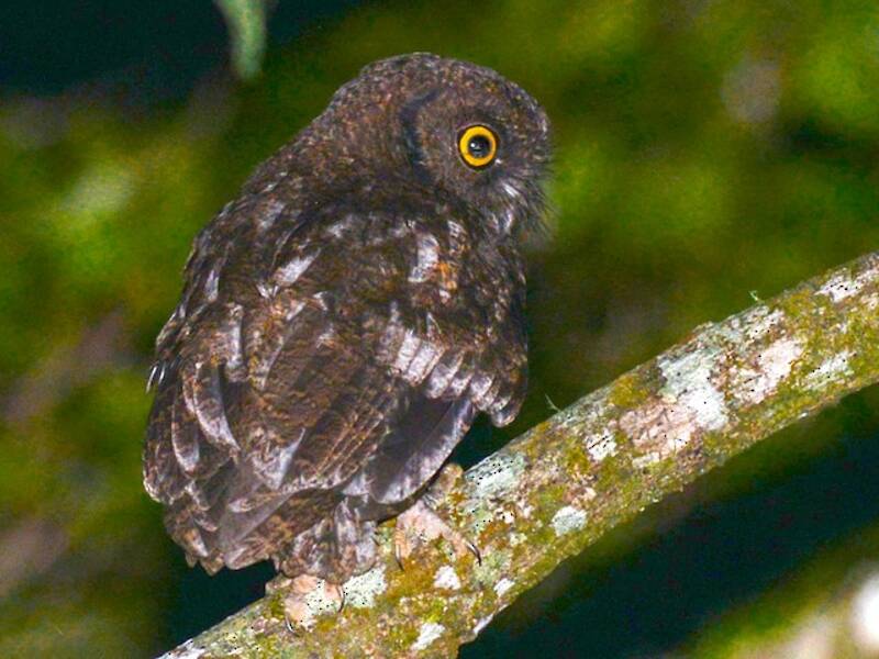 Anjouan Scops-Owl