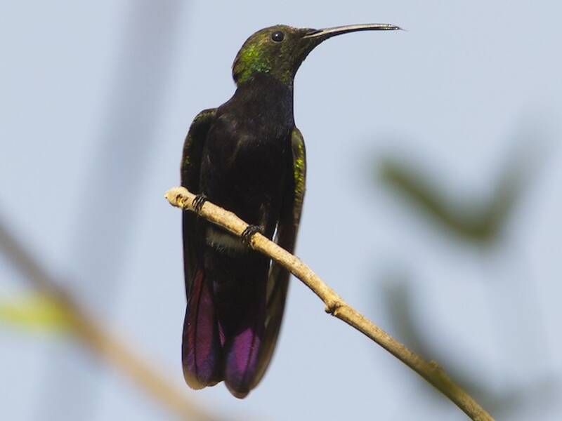 Hispaniola-Mangokolibri