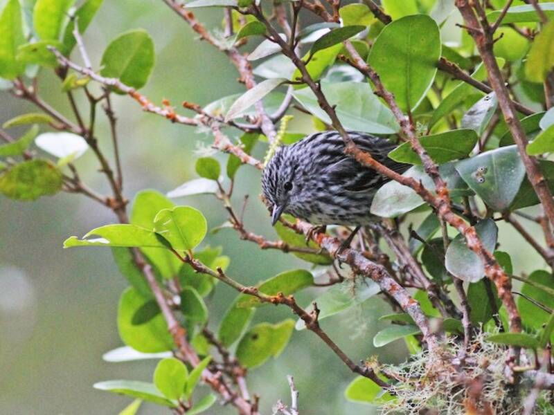 Arrowhead Warbler