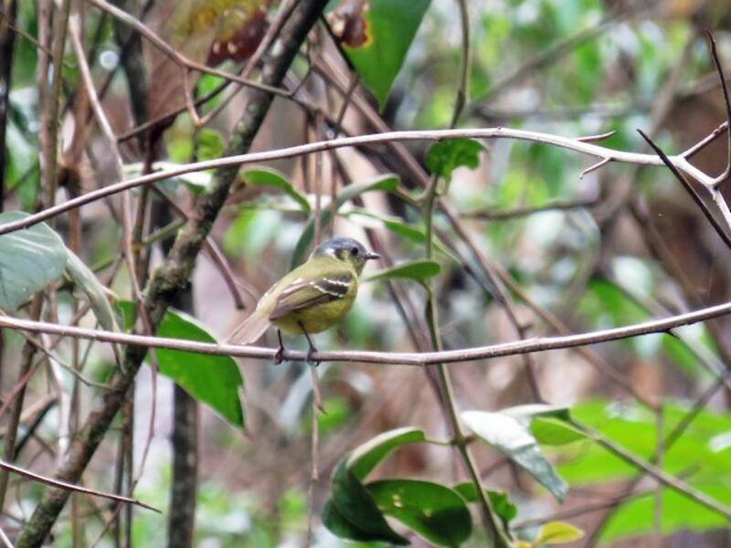 Tiranno nano dalla testa cenerina