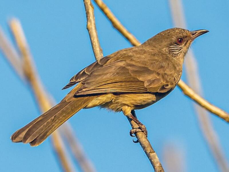 Bulbul de Ayeyarwady