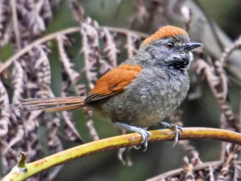 Azara's Spinetail