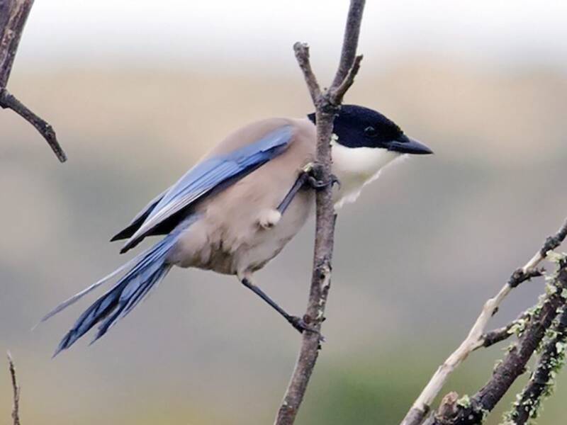 Iberische Blauelster