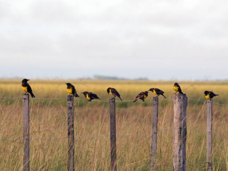 Brown-and-yellow Marshbird