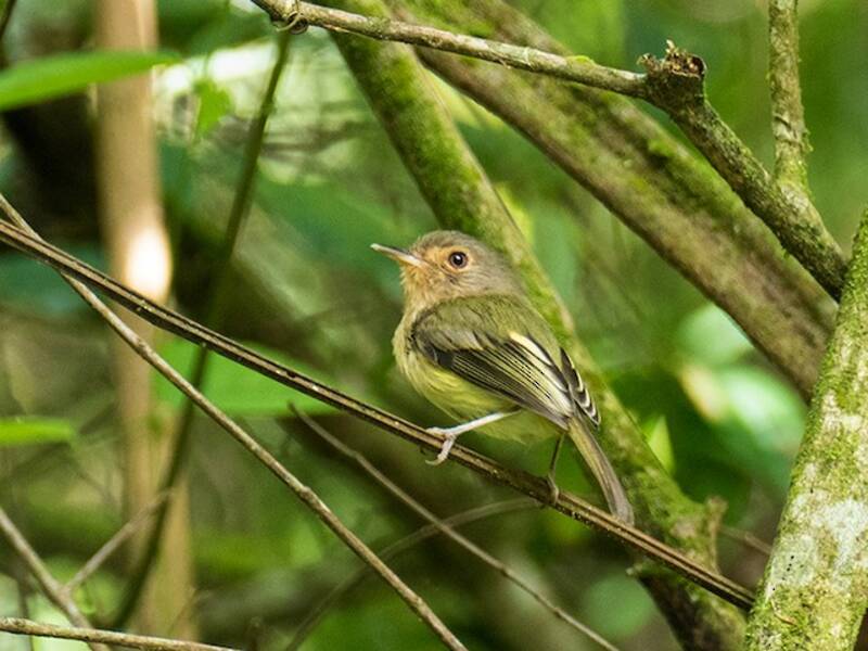 Buff-breasted Tody-Tyrant