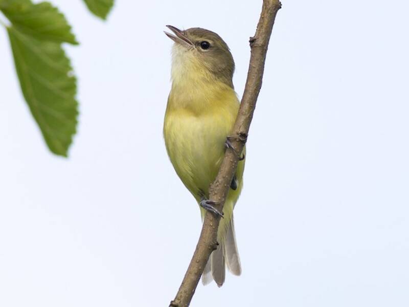 Vireo di Bell
