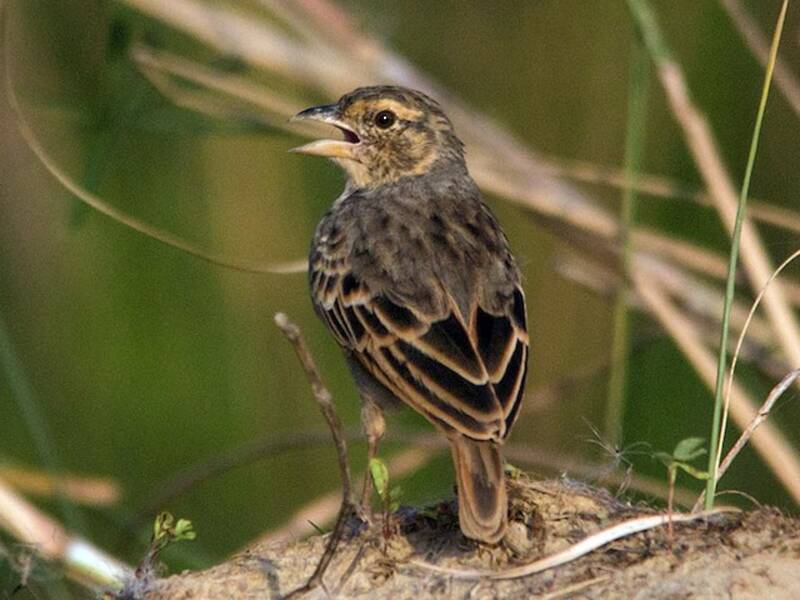 Bengal Bushlark