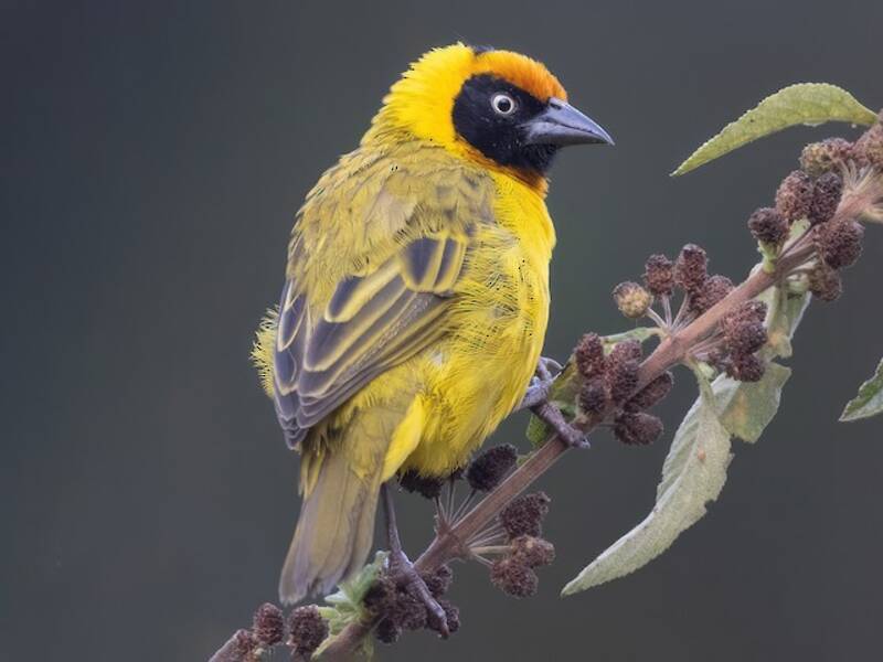 Bertram's Weaver