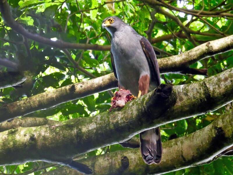 Sparviero bicolore