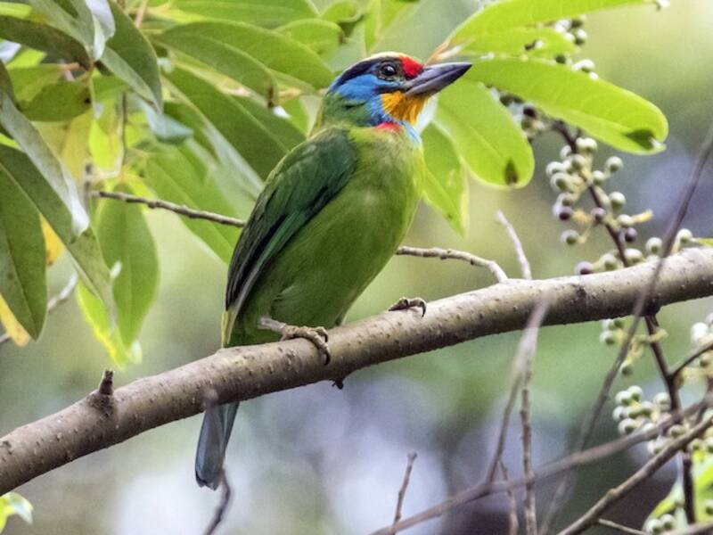 Schwarzbrauen-Bartvogel
