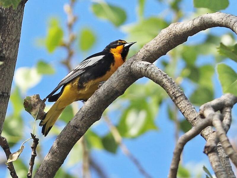 Black-backed Oriole