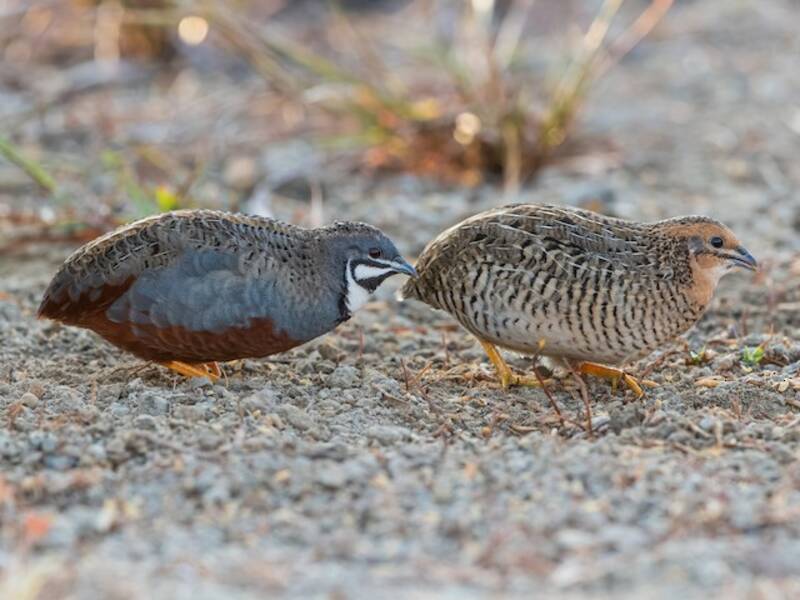 Blue-breasted Quail