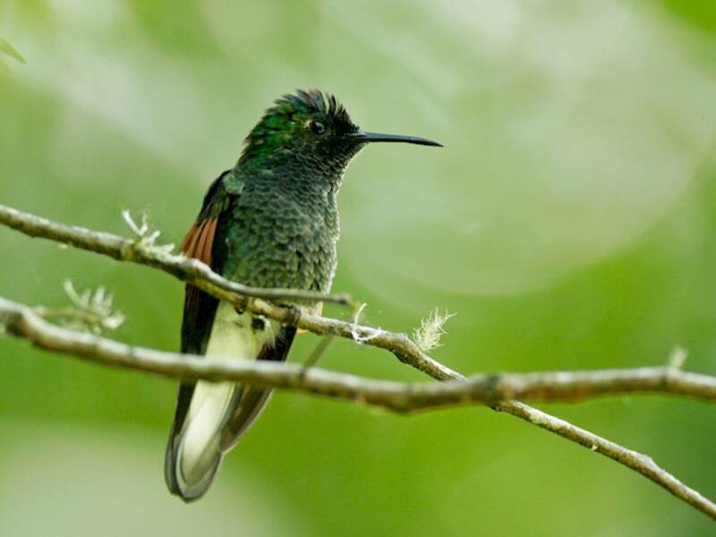 Colibrí de Gorra Azul