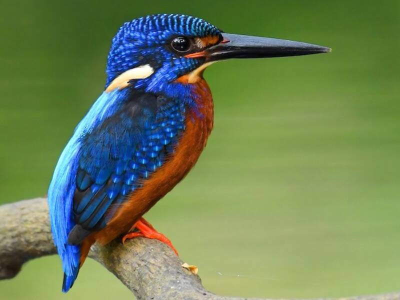 Blue-eared Kingfisher