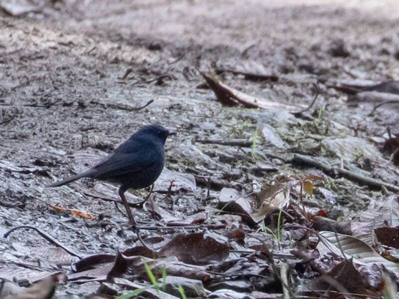 Blue-fronted Robin
