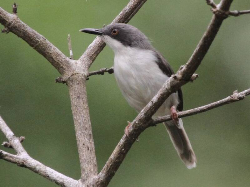 Schwarzkopf-Apalis