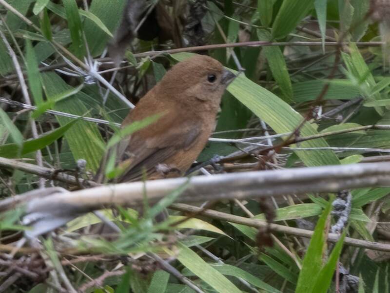 Ecuador-Samenknacker