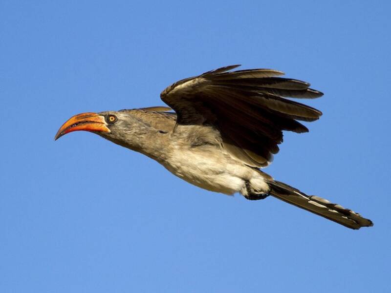 Bradfield's Hornbill