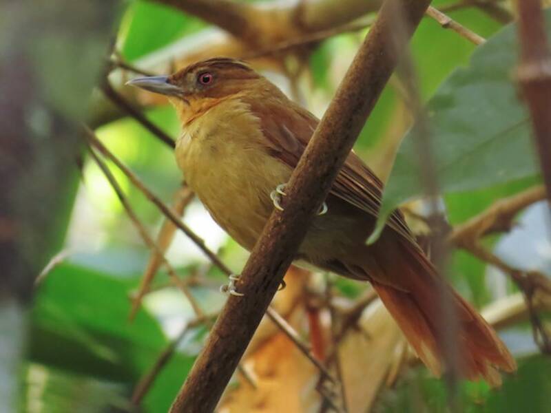 Brown-rumped Foliage-gleaner