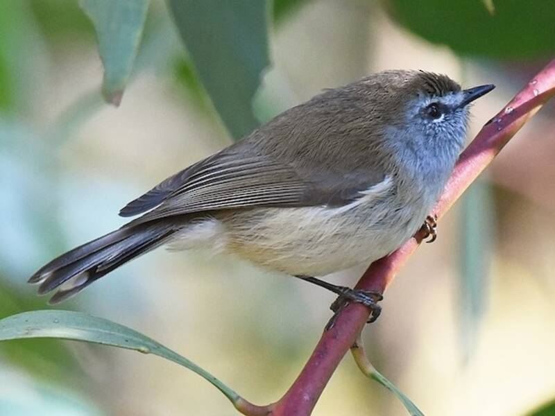 Brown Gerygone