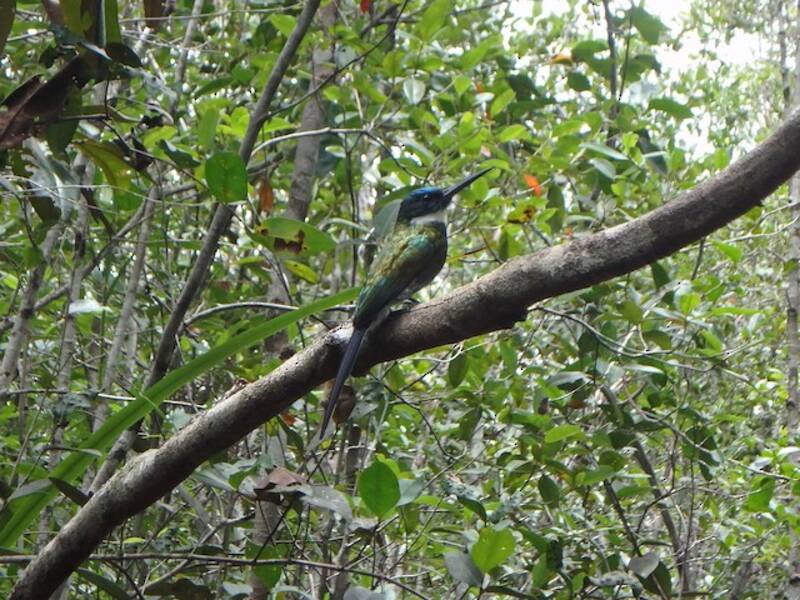 Bronzy Jacamar