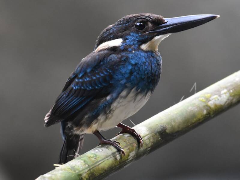 Java-Blaugenick-Eisvogel