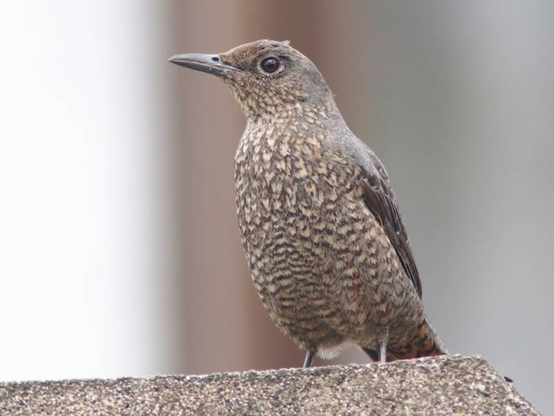Roquero solitario