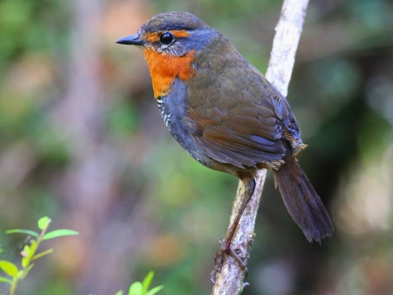 Chucao Tapaculo