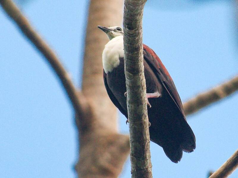 Caroline Islands Ground Dove