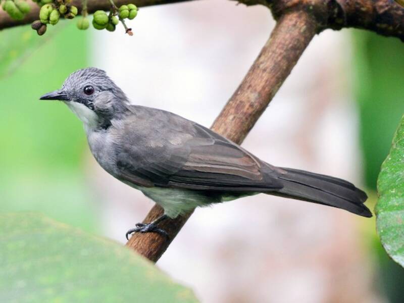 Bulbul cenerino