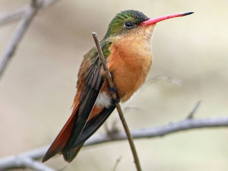Zimtkolibri