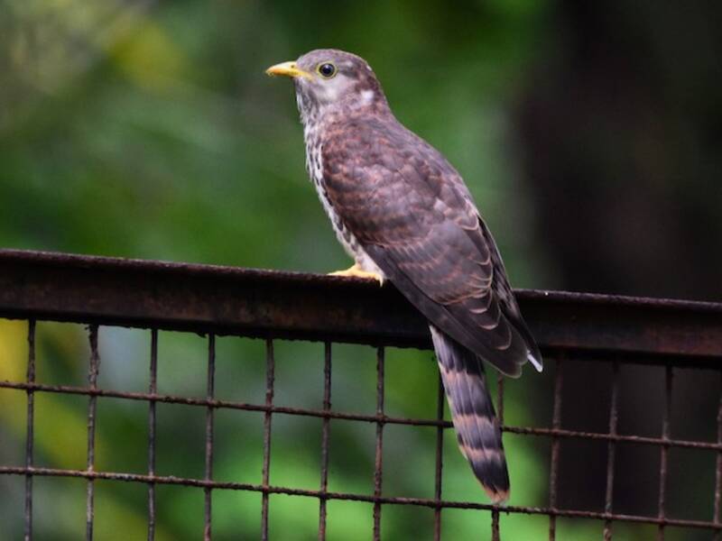 Common Hawk-Cuckoo
