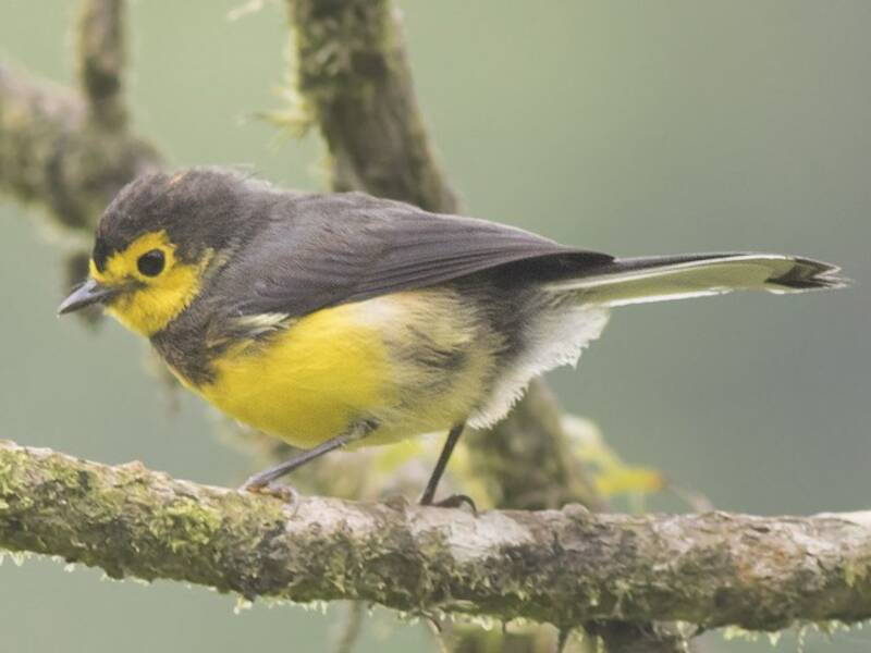 Collared Redstart