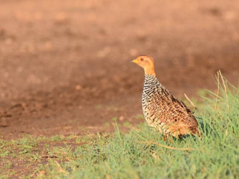 Francolin coqui