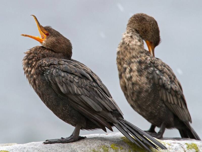 Crowned Cormorant